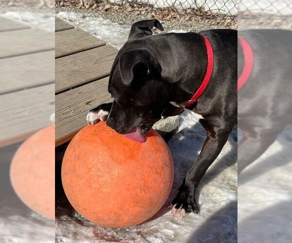 Medium Photo #10 Mutt Puppy For Sale in Elmsford, NY, USA