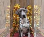 Small #1 American Pit Bull Terrier Mix
