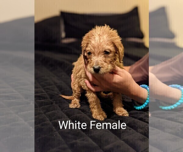 Medium Photo #2 Labradoodle Puppy For Sale in COTTONWOOD, AL, USA