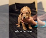 Small Photo #2 Labradoodle Puppy For Sale in COTTONWOOD, AL, USA