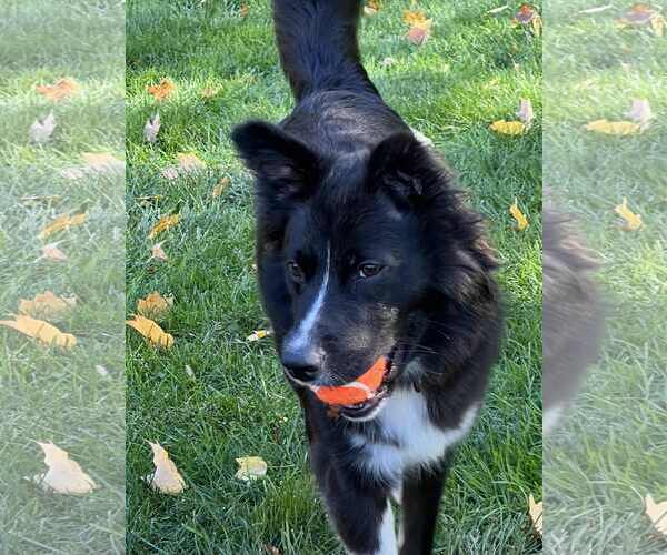 Medium Photo #23 Carolina Dog Puppy For Sale in Highland, IL, USA