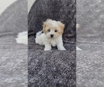 Small #3 Maltese