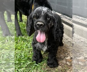 Cocker Spaniel Dogs for adoption in Coralville, IA, USA