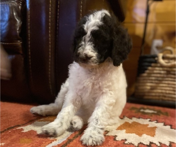 Medium Photo #3 Poodle (Standard) Puppy For Sale in POWELL, TN, USA