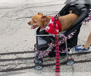 Russ - Male Chihuahua-Unknown Mix Dog for Adoption - Photo #11