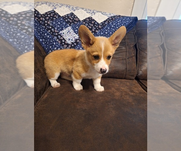 Medium Photo #8 Pembroke Welsh Corgi Puppy For Sale in SHILOH, OH, USA