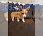 Small #7 Pembroke Welsh Corgi