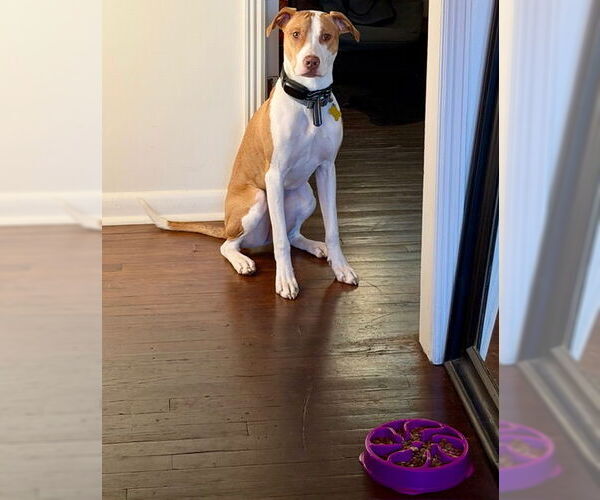 Medium Photo #9 Mutt Puppy For Sale in Sandy, UT, USA