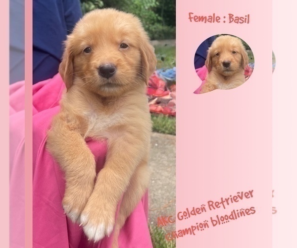Medium Photo #8 Golden Retriever Puppy For Sale in SUGAR LAND, TX, USA