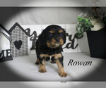 Small #8 Cavalier King Charles Spaniel