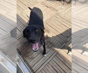 Labrador Retriever-Unknown Mix Dogs for adoption in San Antonio, TX, USA