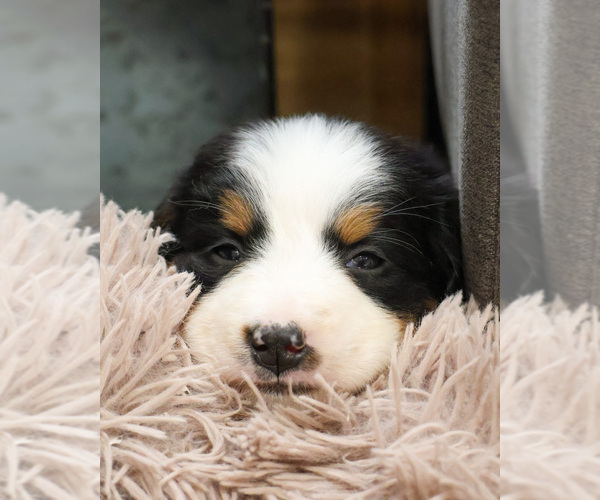 Medium Photo #2 Bernese Mountain Dog Puppy For Sale in SYRACUSE, IN, USA