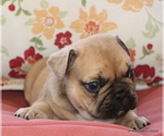 Small #6 French Bulldog