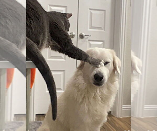 Medium Photo #5 Great Pyrenees Puppy For Sale in Dallas, TX, USA