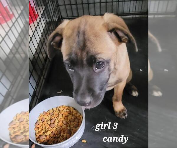 Medium Photo #7 Mutt Puppy For Sale in Rootstown, OH, USA