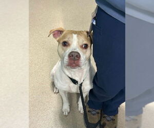 Boxer-Unknown Mix Dogs for adoption in Newton, NC, USA