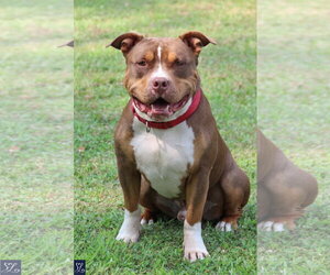 American Pit Bull Terrier-American Staffordshire Terrier Mix Dogs for adoption in Lockport, NY, USA