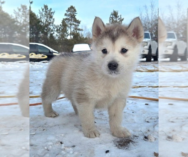 Medium Photo #1 Alaskan Malamute Puppy For Sale in CRIVITZ, WI, USA