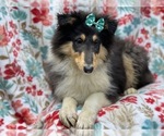 Small Photo #2 Collie Puppy For Sale in LAKELAND, FL, USA