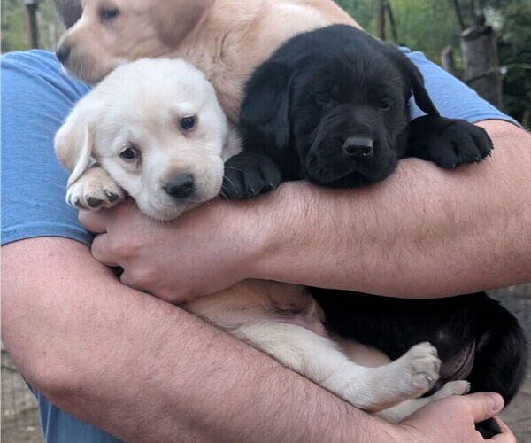 Medium Photo #3 Labrador Retriever Puppy For Sale in SHELTON, WA, USA
