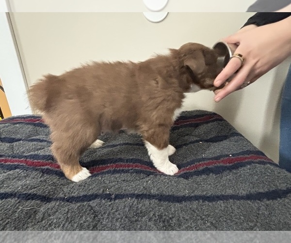 Medium Photo #2 Australian Shepherd Puppy For Sale in CIRCLEVILLE, KS, USA