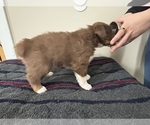 Small #1 Australian Shepherd
