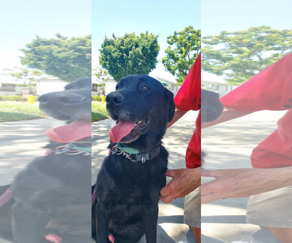 Medium Photo #5 Labrador Retriever-Unknown Mix Puppy For Sale in San Diego, CA, USA