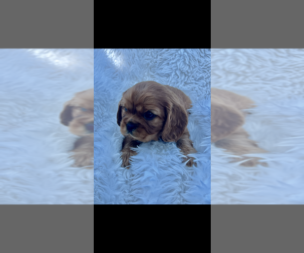 Medium Photo #3 Cavalier King Charles Spaniel Puppy For Sale in NILES, MI, USA