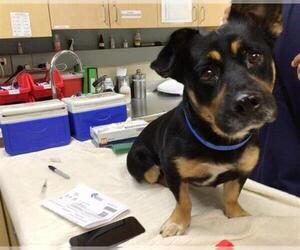 Mutt Dogs for adoption in Riverside, CA, USA