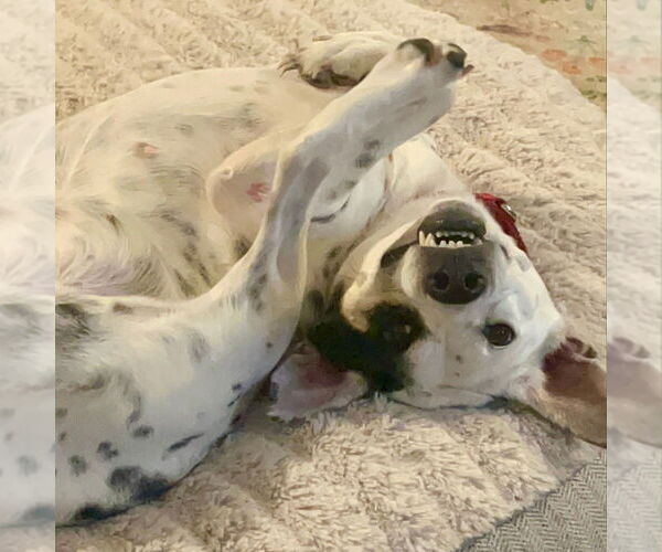 Medium Photo #14 Mutt Puppy For Sale in Canton, CT, USA