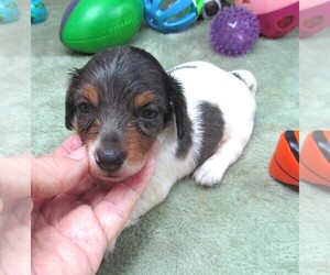 Dachshund Puppy for sale in RATTAN, OK, USA
