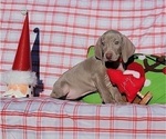 Small Photo #23 Weimaraner Puppy For Sale in NEWCASTLE, OK, USA