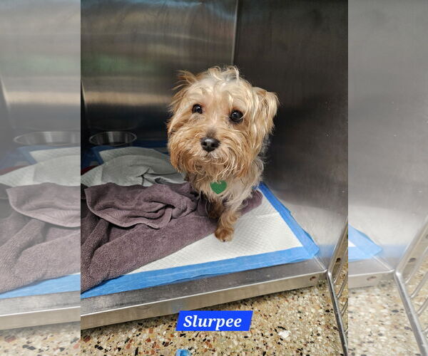 Medium Photo #1 Mutt Puppy For Sale in Metairie, LA, USA