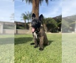 Small Photo #4 Belgian Malinois Puppy For Sale in BAKERSFIELD, CA, USA