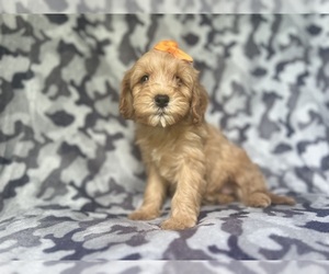 Cavapoo Puppy for sale in LAKELAND, FL, USA