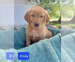 Small #3 Golden Retriever