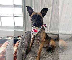 Mutt Dogs for adoption in Osgood, IN, USA