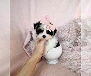 Morkie Puppy for sale in MIAMI, FL, USA