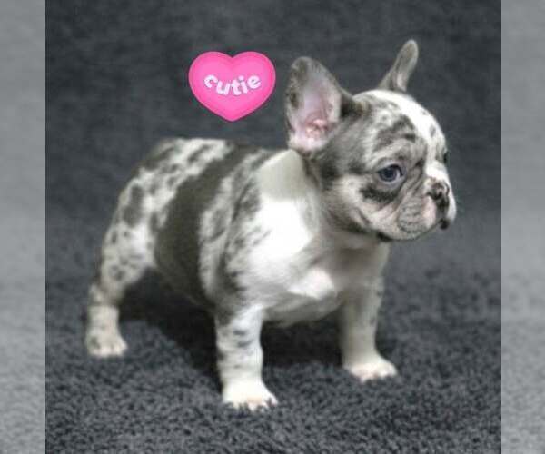 Medium Photo #1 French Bulldog Puppy For Sale in BOSTON, KY, USA