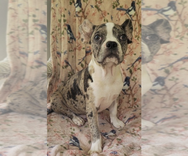 Medium Photo #7 Faux Frenchbo Bulldog Puppy For Sale in MINERAL WELLS, WV, USA