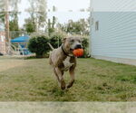 Small #3 Labrador Retriever Mix