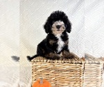 Small #1 Miniature Bernedoodle