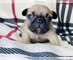 Small Photo #5 French Bulldog Puppy For Sale in OJAI, CA, USA