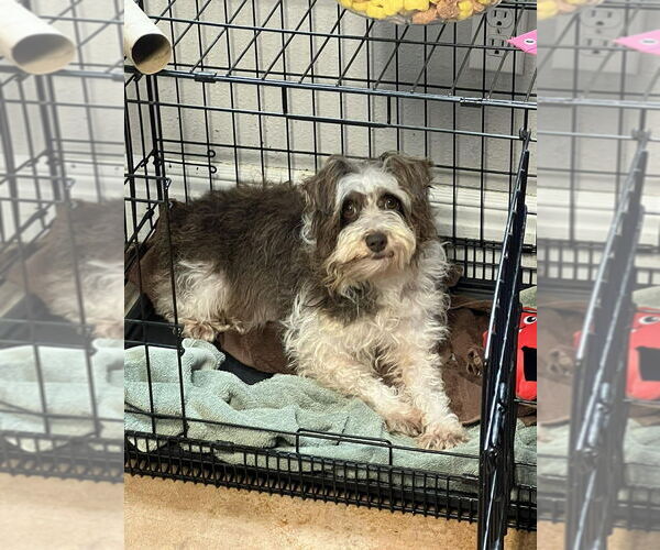 Medium Photo #2 - Mix Puppy For Sale in Bolivar, MO, USA