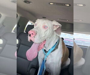 Great Dane Dogs for adoption in Bullard, TX, USA