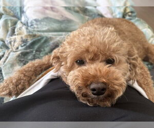 Poodle (Miniature) Dogs for adoption in Agoura Hills, CA, USA