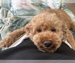 BUDDY & BROWNIE - Female Poodle (Miniature) Dog for Adoption - Small photo