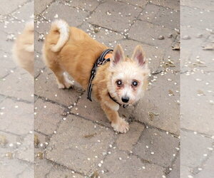 King - Male Chihuahua Dog for Adoption - Photo #3