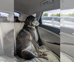 Small #4 Labrador Retriever Mix