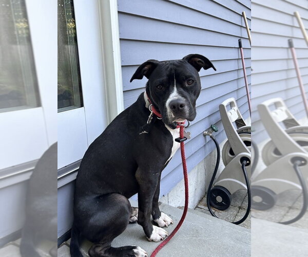 Medium Photo #1 Mutt Puppy For Sale in Boston, MA, USA